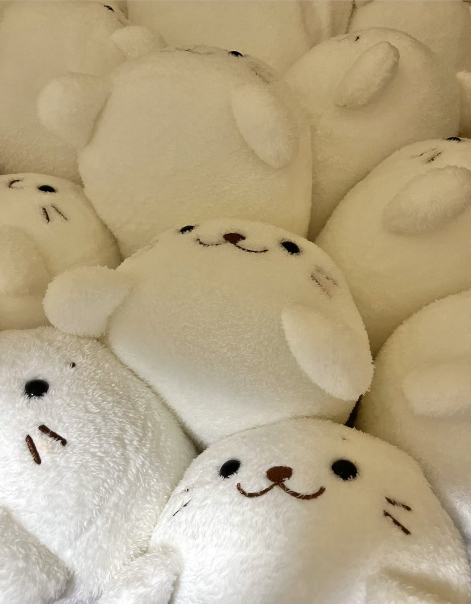 meltymofu's tweet photo. 寝転びしろたんず https://t.co/J0PePK4VPS
