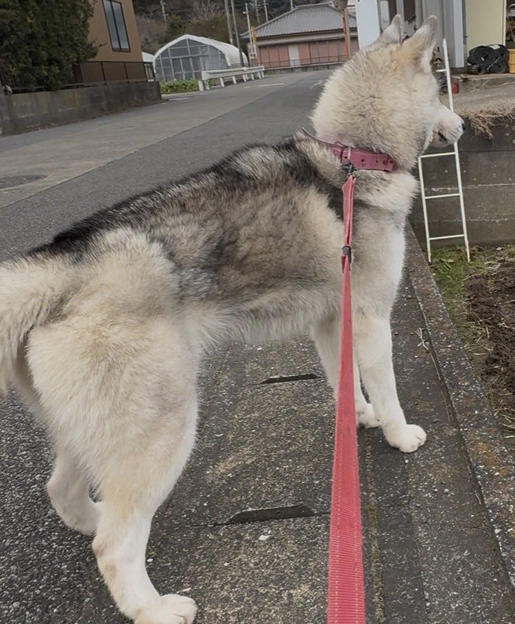 1_1kitty's tweet photo. 🐶🚨【迷子犬ウルを探しています】🚨🐶
📢 #拡散希望 #迷子犬

ウルは、今もまだ見つかっていません。

たくさんの方が気にかけてくださり、
似ている犬の情報や目撃情報を届けてくださっています。
本当にありがとうございます🙇‍♀️🍀

ですが、まだウルとの再会は叶っていません…。

🐾「似ている犬を見かけた」
🐾「どこかで保護されているかもしれない」
🐾「何か情報を知っている」

どんな小さな情報でも構いません🙏

📣 皆さまの情報と拡散が、ウルを見つける大きな手がかりになります。

どうか引き続き、皆さまのお力を貸してください🙇‍♀️

ウルが無事に帰ってきますように。。。

#迷子犬 #迷い犬 #犬を探しています