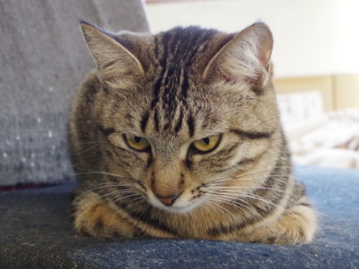 Michin49's tweet photo. まるちゃん　手術当日他の猫もキジトラで引き取る時
取り違えられたらどうしよう？と悩みだしました
ここの地域はキジトラが多い
お顔や体の模様はそれぞれ違うらしいから写真に撮っています　もし取り違えられても「あんた誰？」って顔されるだろうから大丈夫だと思うけど https://t.co/QFpmyDr2eY