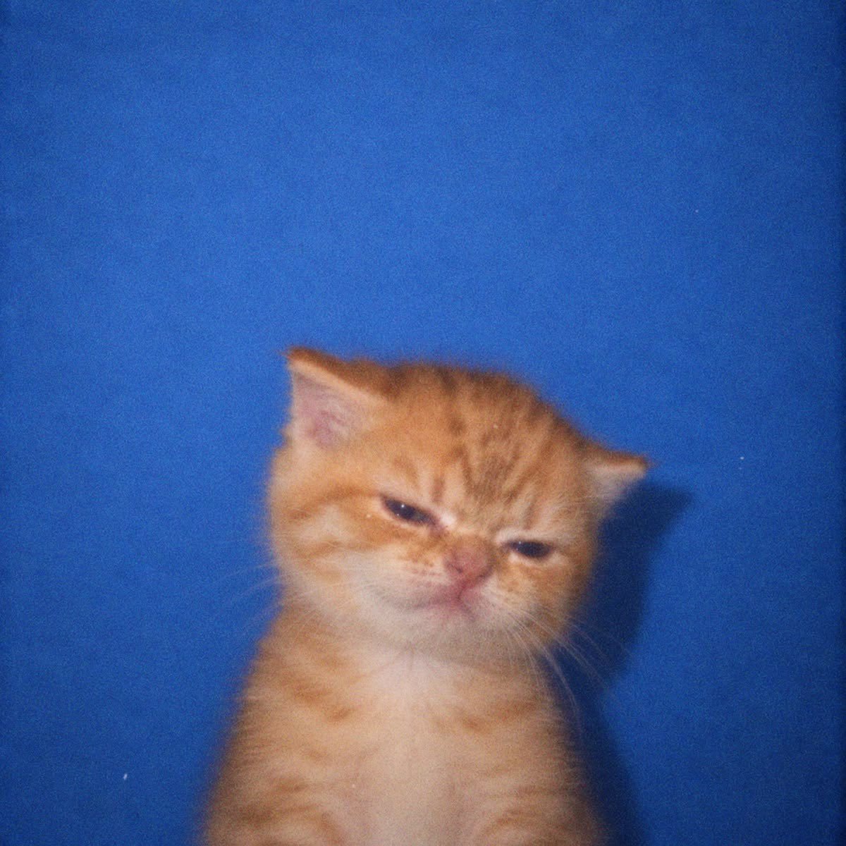 RYONDDO's tweet photo. HE'S ONE BITEEEE AAAHHHHH LATELY HE'S SOO KUCING https://t.co/0j4G6XsPNG