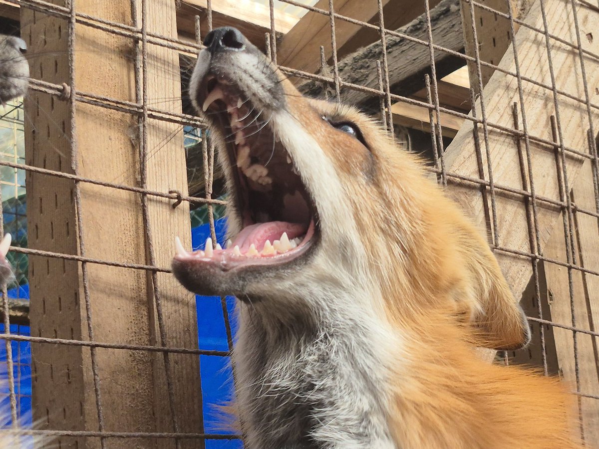 kon_fox_village's tweet photo. 鼻から目元にかけての模様はまっすぐではなく逆三角形の模様があります
知ってたかな？ https://t.co/6zGEeCSBvf