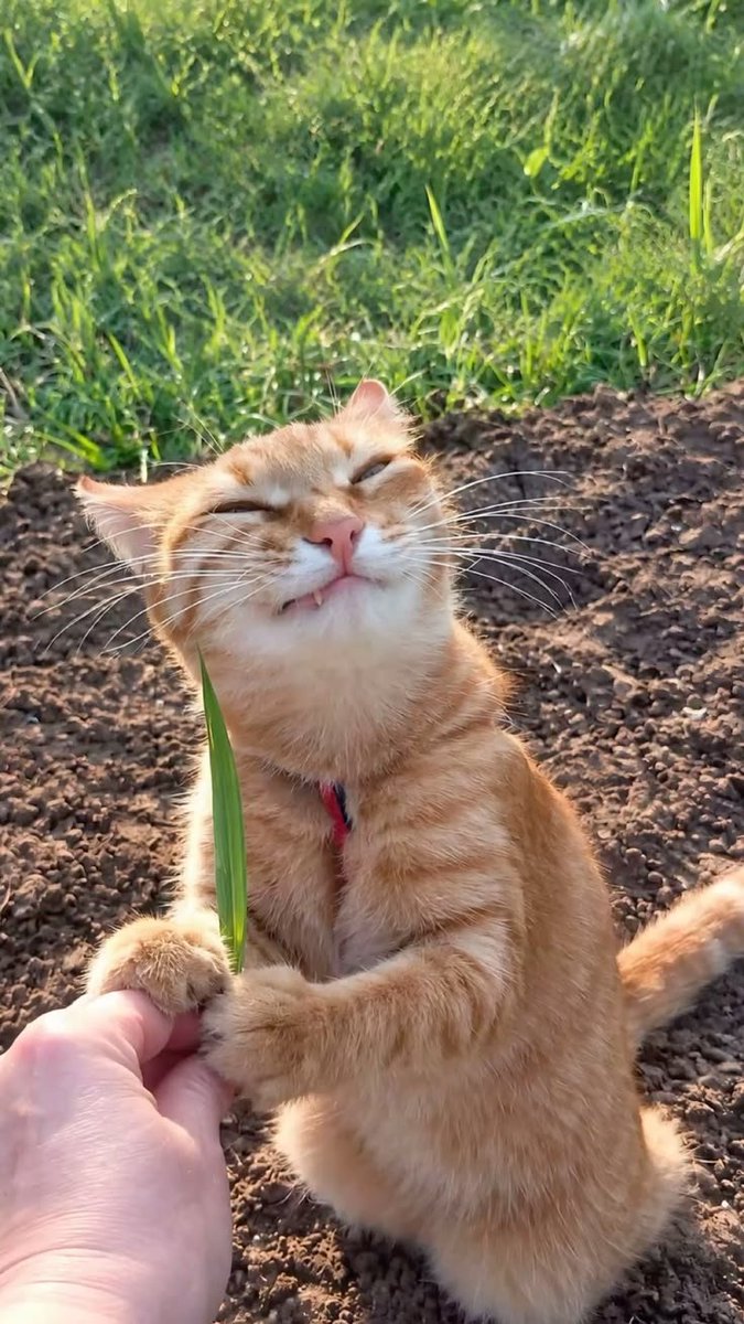 OnlyCatswyuh tweet picture