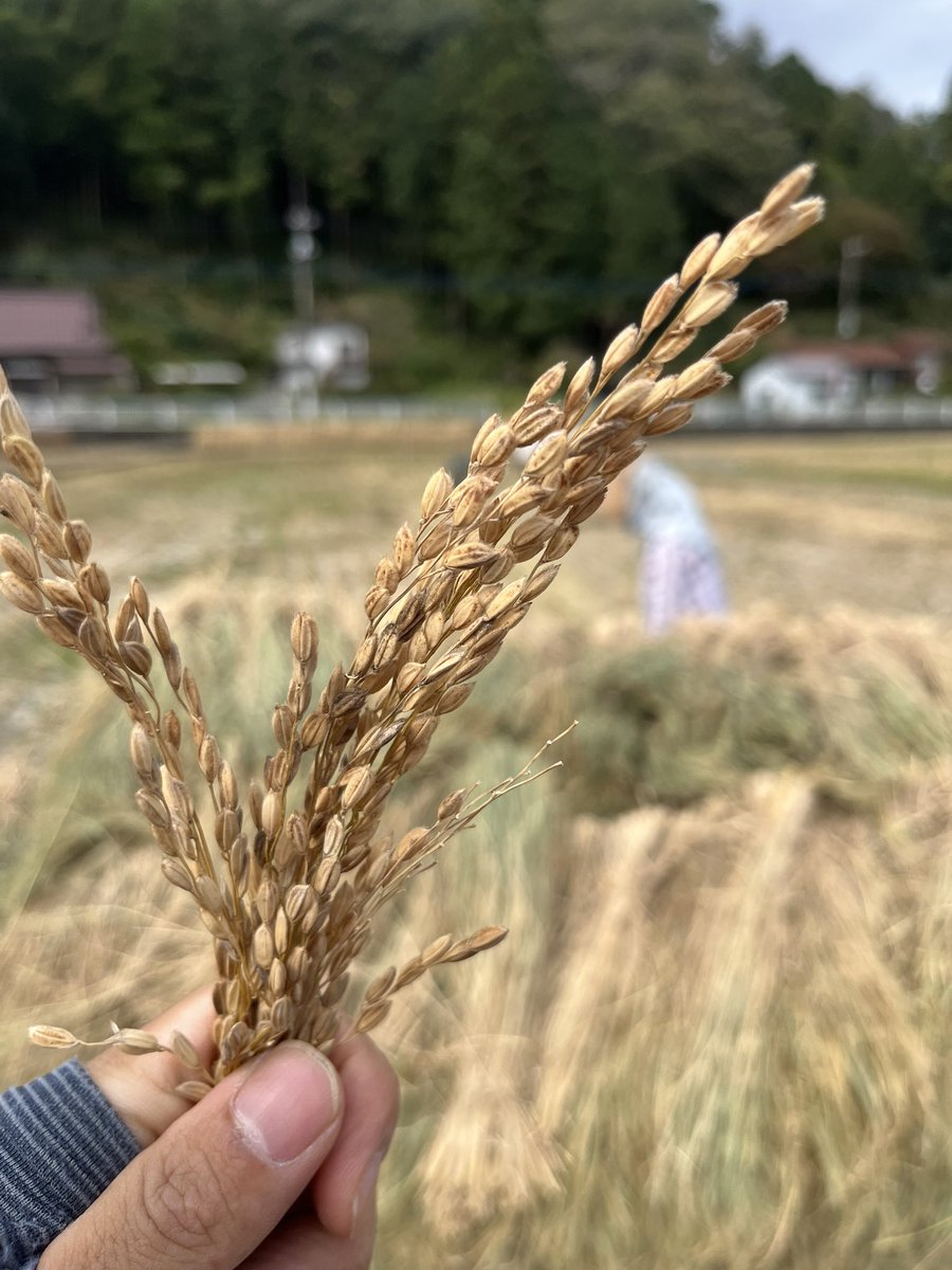 kahapipi's tweet photo. 脱穀day 🌾 https://t.co/41QRsQtKh8