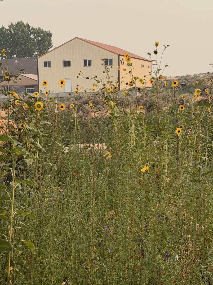 ViCtAcVbItO's tweet photo. Sunflowers have always been my favorite. The day after my husband died, I asked for a sign he was still with me. They bloomed all at once and haven’t stopped since. Love you too, Lewis. Thank you. https://t.co/ldNxVysdze
