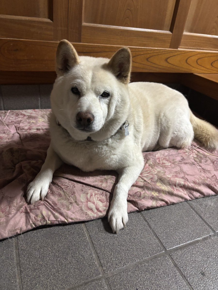 negitorogunnkan's tweet photo. 実家のいぬ🐶ちゃんが恋しすぎて、送ってもらった🥹🥹🥹
きゃわよなおじじワンね〜😘😘😘😘 https://t.co/k0pvkdTk7p