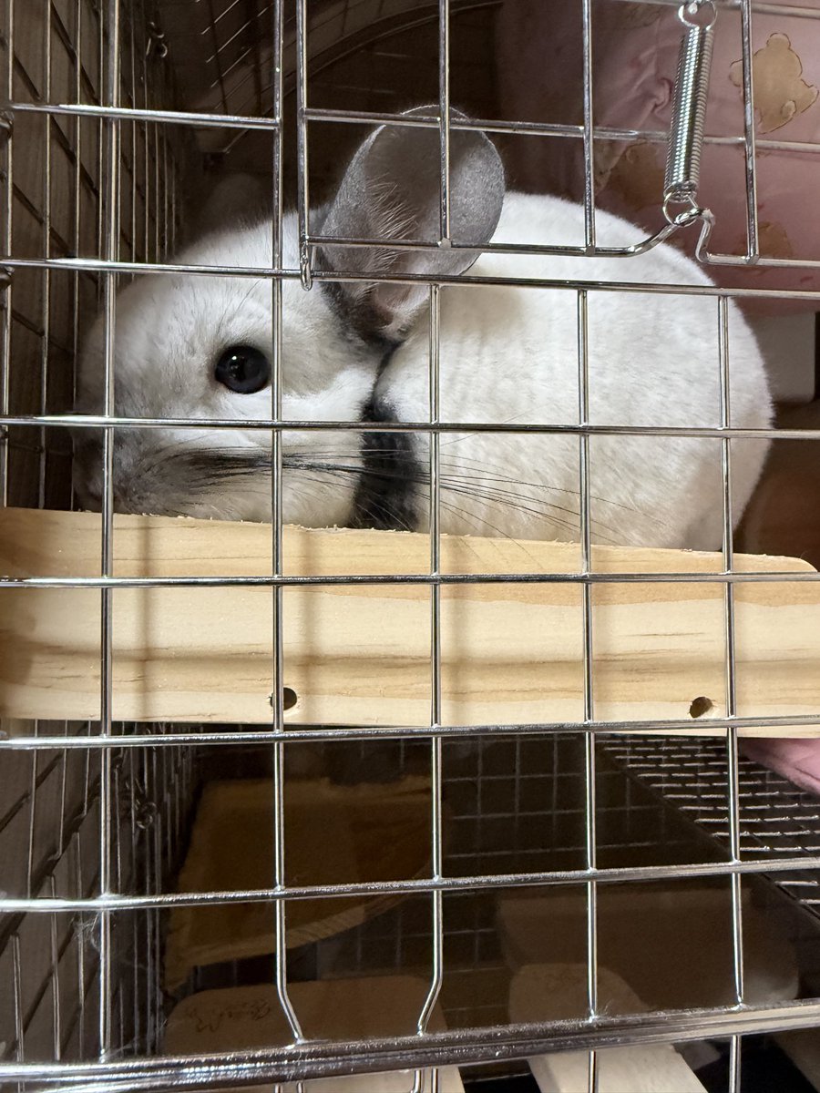 hamhamiko's tweet photo. 着いた！
実家ハウスはラムネちゃんのお譲りです🥰💕
#チンチラ https://t.co/FlcPrJvcQH