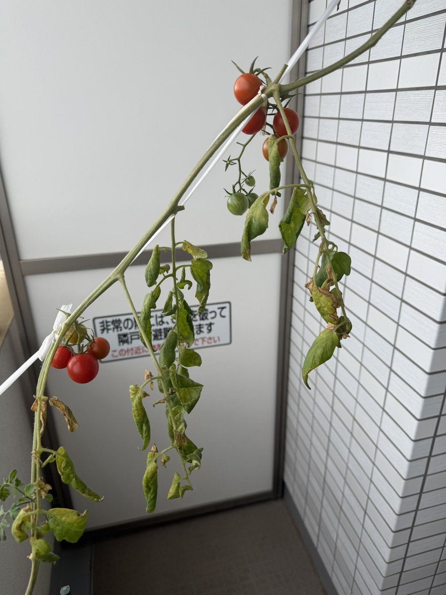 panda080123's tweet photo. 家庭菜園でナスとトマト育てている😉
特にナスは9月雨が多くなかなか形ができなかったけど、今になってようやくできた😭 https://t.co/GiGCkhDgdq