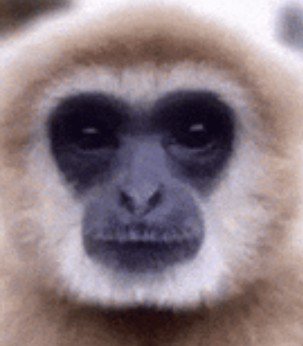 OrangeFluffyOwl's tweet photo. @flipsiies Kill _  _ _ _ _ _ _ _ Stolas fans /s https://t.co/FJUN0syC1v