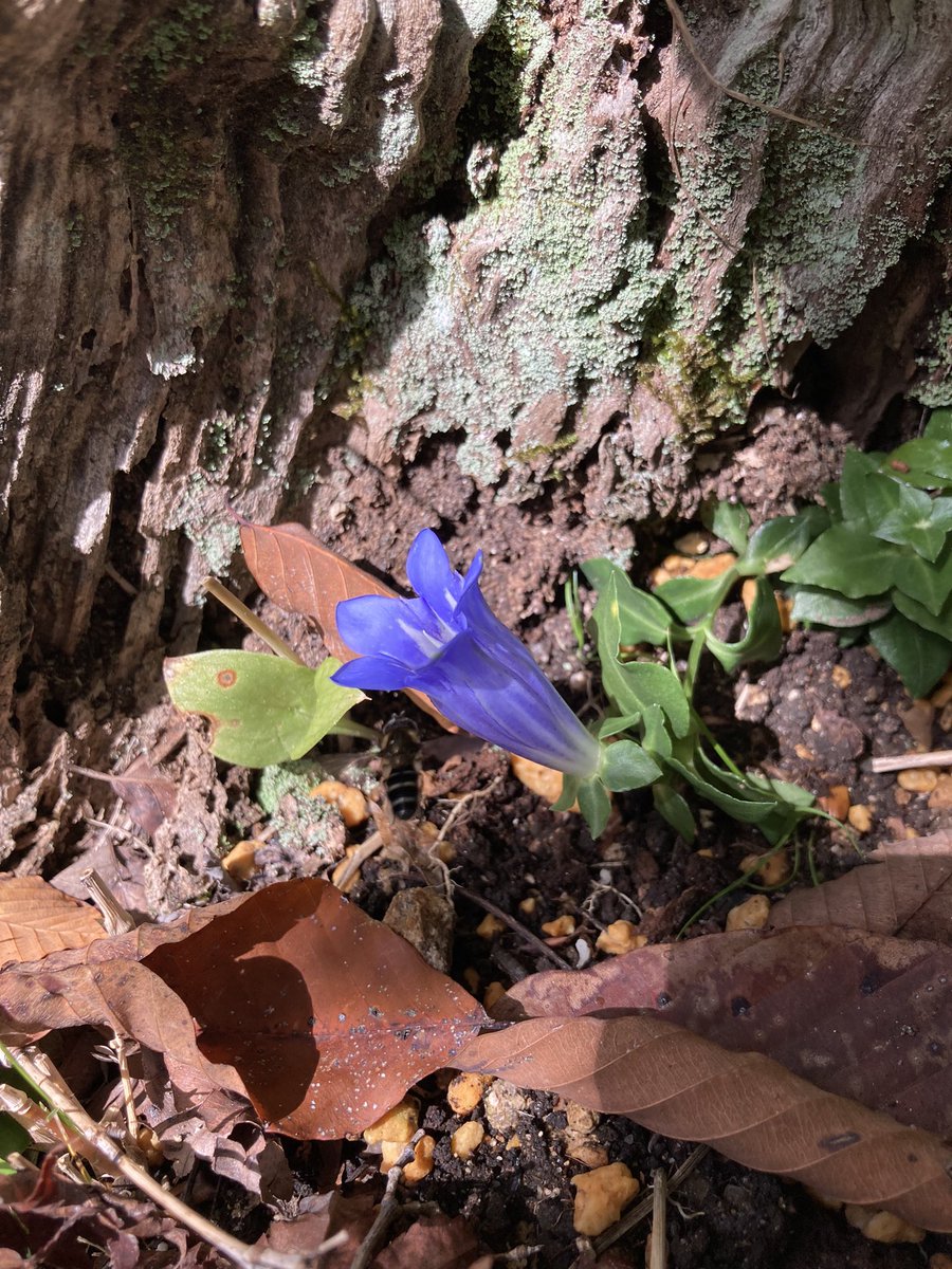 rokkoalpine's tweet photo. #アサマリンドウ がひっそりと花を広げています。通常のリンドウより小型です。
チョウセンイワギクや、コシキイトラッキョウが見ごろ。

【夜間延長営業が決定🍁】
期間限定で夜の植物園をご覧頂けます。
10/31〜11/15
チケット販売は19時まで

ぜひ足をお運びください！ https://t.co/XWzijwDhPM