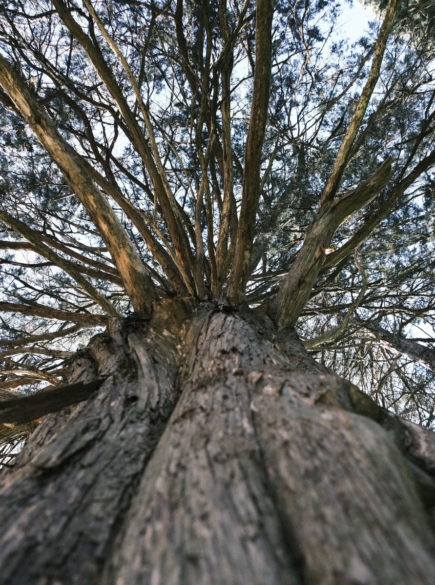 MeredEOAvaloFrR's tweet photo. From shadowed roots to sunlit branches, this ancient tree rises like a cathedral carved from living wood. https://t.co/whGwyFup28