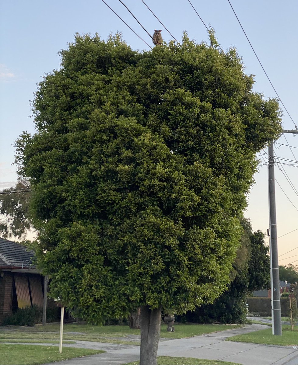 thelucentcomic's tweet photo. Whatcha doin up there, possum? https://t.co/MkDbefp66B