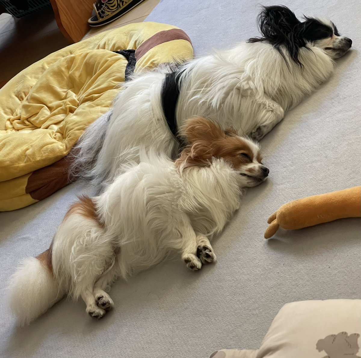 HimetanYuu's tweet photo. 大きさの違いがよく分かるでしょ〜
親子?!
ってたまに言われる🤣
⁡
仲良しな
雪と凛♡♡
可愛いなぁ♡ https://t.co/pgXeoEPcOq