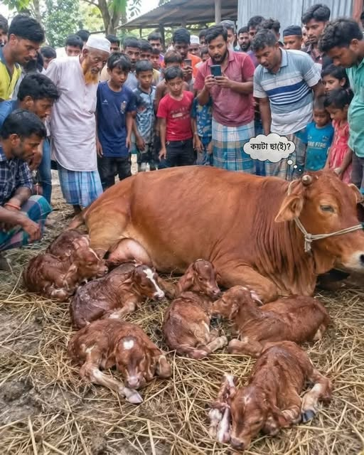 razanasim3's tweet photo. BD cow-family of seven https://t.co/HsLp3UHr0c
