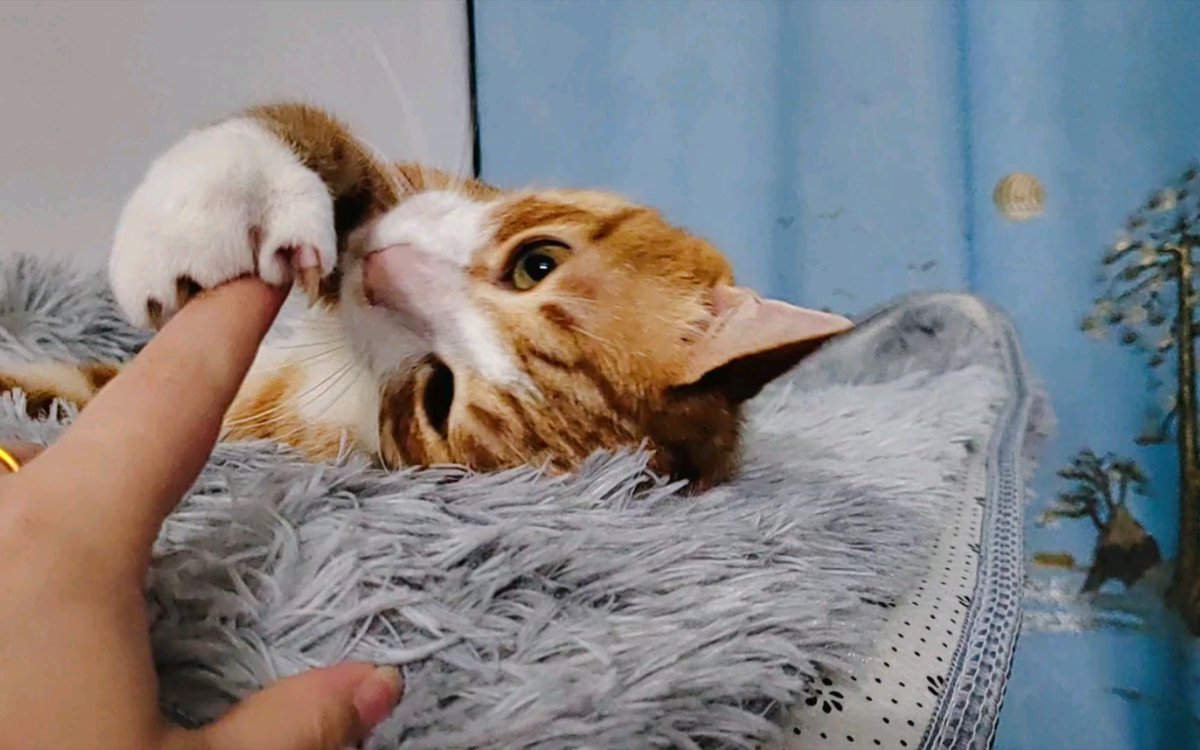 2VSfJ5PTCjWkiY3's tweet photo. [今日は朝から喊（さけ）びたくなるくらい癒（いや）された！猫ちゃんがニャーと鳴いた瞬間、颐（い）やされたのかウゥーンと唸（うな）って、なんだか可愛（かわい）すぎて思わずウゥーと声が出ちゃった]， https://t.co/oQH0EycPnb
