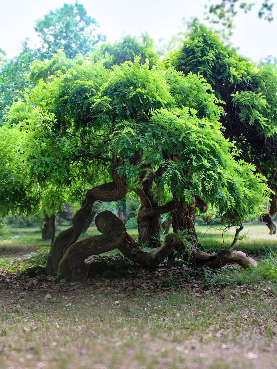 nochFul213836's tweet photo. 🌳 https://t.co/mucvNeJRiq