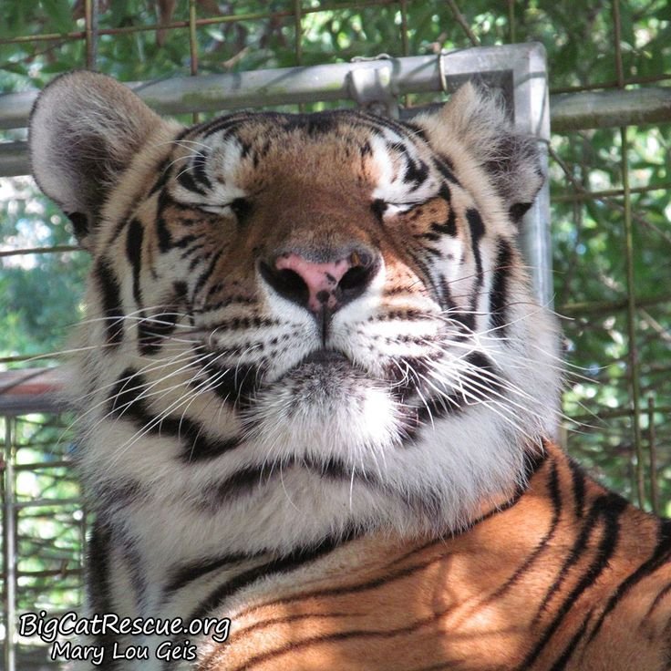 SillyTigerCat's tweet photo. Such an expressive animal the tog is https://t.co/CDQ7K6blJa