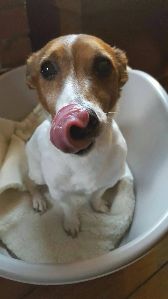 OlegsandrYP's tweet photo. Bro, I want a dog SOOOO fucking bad, specifically a Jack Russell Terrier 😭 https://t.co/jEw3gB8Jv2