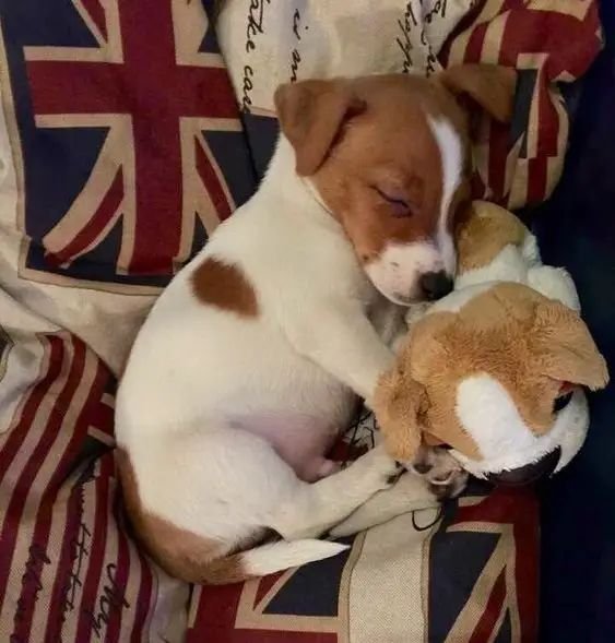OlegsandrYP's tweet photo. Bro, I want a dog SOOOO fucking bad, specifically a Jack Russell Terrier 😭 https://t.co/jEw3gB8Jv2