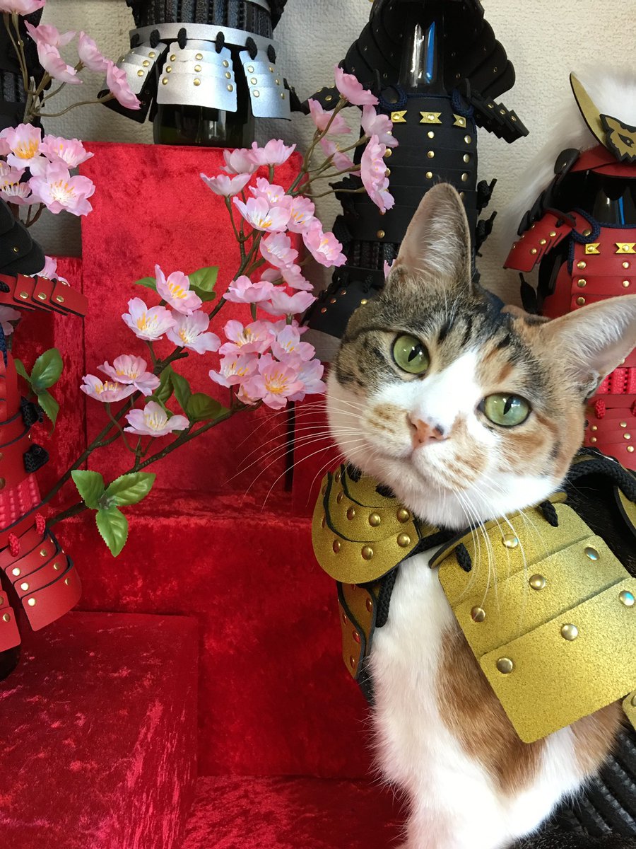 the_samurai_age's tweet photo. ふわふわのサムライ集まれ〜⚔️
＃samuraiage #ペット鎧 https://t.co/LuEyQ43cS5