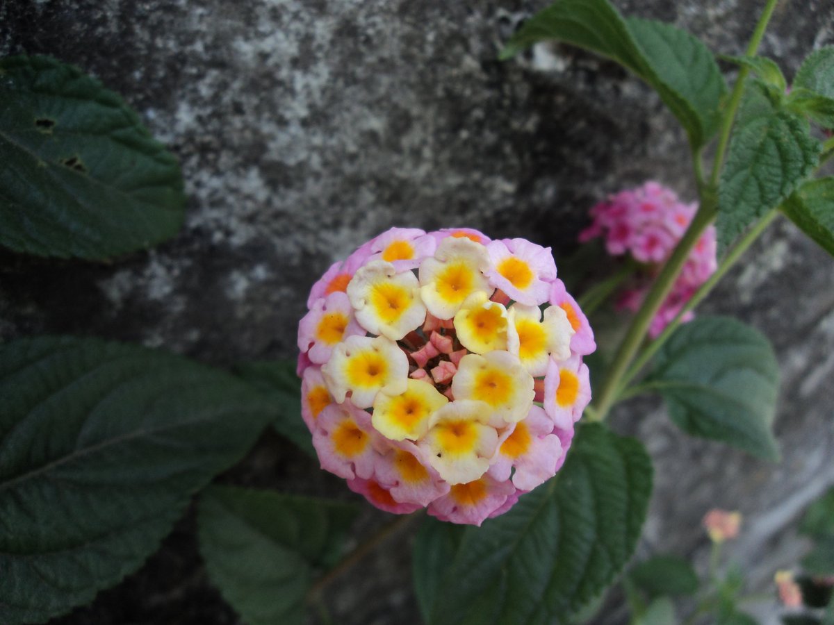 anjanasammu's tweet photo. Beautiful flower click ❤😍🫶🏻 

My Photography ❤🫰🏻 https://t.co/5ekiicq5aR