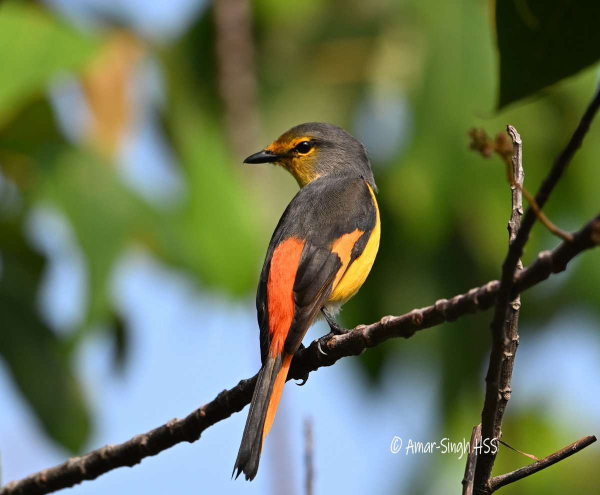DrAmarMOH's tweet photo. Fiery Minivet (Pericrocotus igneus) female, Perak, Malaysia, Oct 2026. What colour are the forehead, lores and eyelids in the female Fiery Minivet (Pericrocotus igneus)? #BirdsSeenIn2026 #Perak #Malaysia #birds #nature #wildlife @Avibase @orientbirdclub @IndiAves @Team_eBird https://t.co/1wveOF5mIl