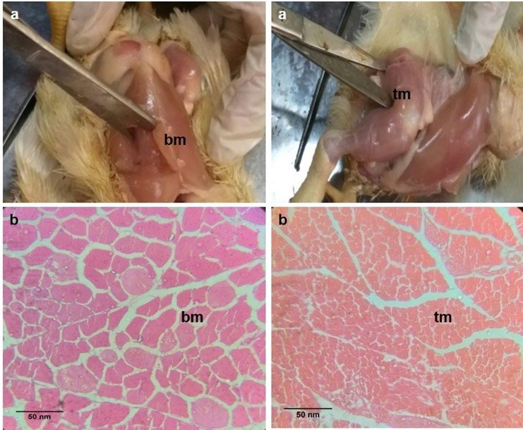 JabetEditor's tweet photo. Adaptations of muscular biology in response to potential glucocorticoid treatment in broiler chicken
#Muscularbiology #Glucocorticoid #Broilers
#Meat #Morphology
https://t.co/vEfPwpLIin https://t.co/ICfiYzZ7qx