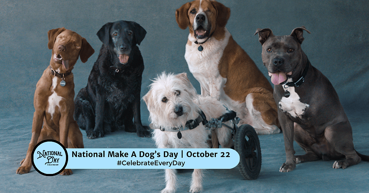 JordanWill46355's tweet photo. Big Al is busy training some dogs #NationalMakeADogsDay https://t.co/p5dTmf5d4U