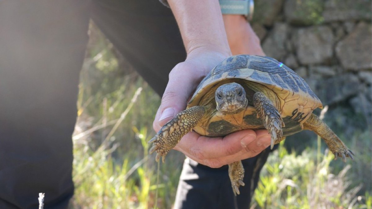 gencat's tweet photo. El programa de reintroducció de la tortuga mediterrània es consolida.

🐢 N’alliberen 800 exemplars als parcs naturals de la Serra de Montsant i els Ports per afavorir la recuperació d’aquesta espècie protegida i en perill d’extinció.

https://t.co/mz4SWksErl https://t.co/S7hFBo1d4P