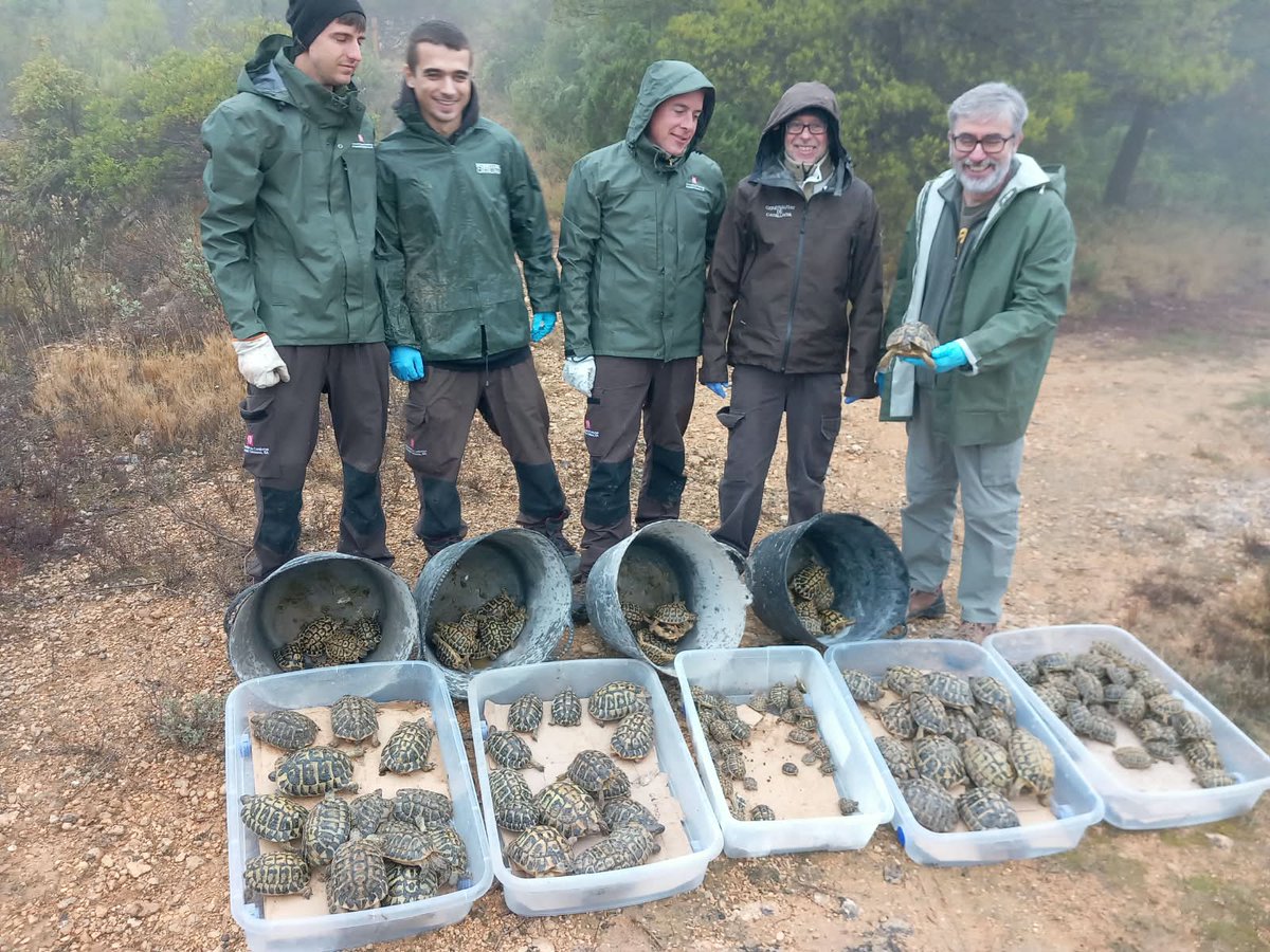 gencat's tweet photo. El programa de reintroducció de la tortuga mediterrània es consolida.

🐢 N’alliberen 800 exemplars als parcs naturals de la Serra de Montsant i els Ports per afavorir la recuperació d’aquesta espècie protegida i en perill d’extinció.

https://t.co/mz4SWksErl https://t.co/S7hFBo1d4P