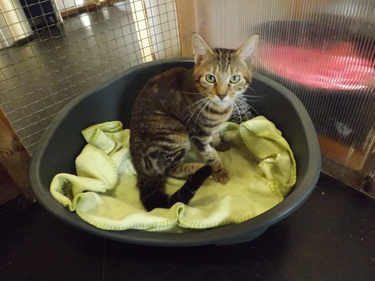 animalswilmslow's tweet photo. Got time for a cuddle? 🥰 
Carl is a friendly, playful 10-month-old who loves attention and affection. 
He’s looking for a loving family home with children aged 8+.
Could you offer him a home?
Adopt: https://t.co/rcH3akrf6V
#AdoptDontShop https://t.co/5bD0rNAUFe