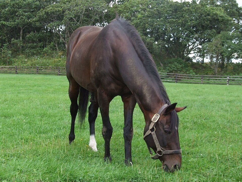 keiba_info_club's tweet photo. 同一年に三冠王と三冠馬が同時に誕生したら、ブーマー（阪急）とシンボリルドルフ以来42年ぶり https://t.co/WolAfQ6Y9Q