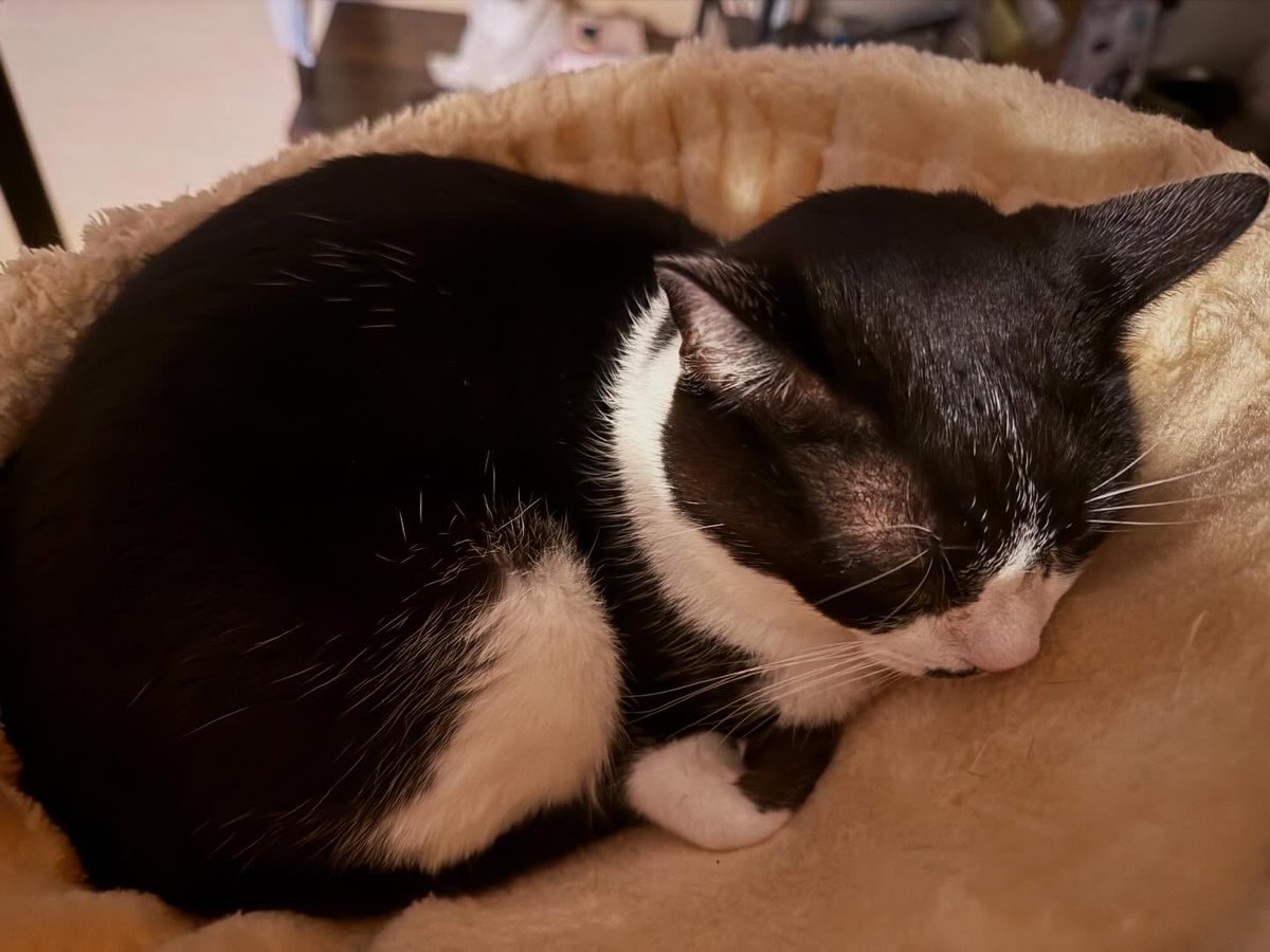 ennoxJa384178's tweet photo. 今年始めたYouTubeやSNSも、皆様のおかげで続けられました。これからも猫様共々よろしくお願いします。 https://t.co/sgWQDFDyWX