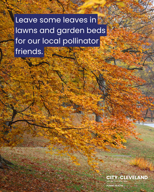 CleDPH's tweet photo. Its Fall Y'all! That means its time to roundup your leaves! 
Leaf debris in gutters, storm drains, and on pavement can cause fall hazards, icy roads, and leaky roofs come winter. Take the time to protect your home and yourself. https://t.co/aBHVdmVFVa