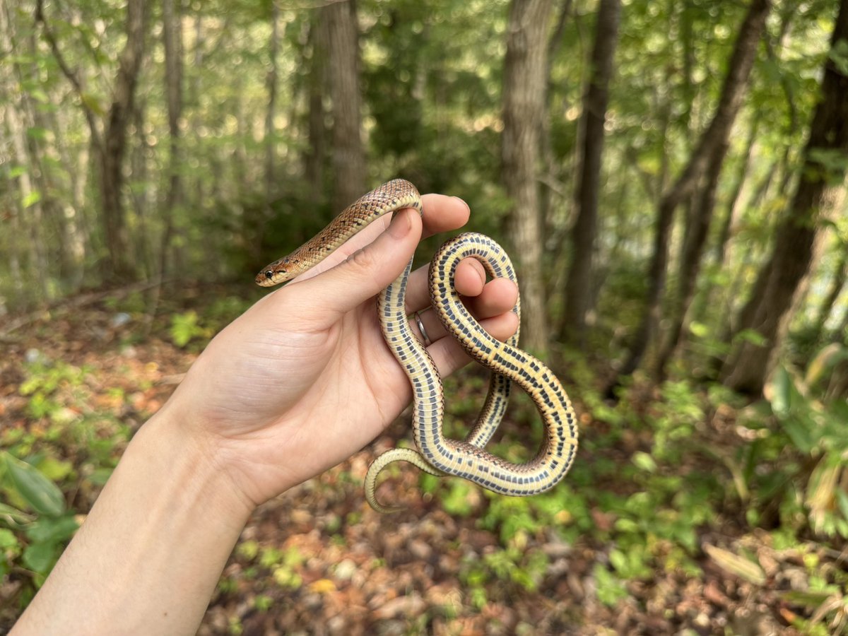 sirenger_'s tweet photo. 東北出張の隙をみて趣味フィールド
初めて自力で見つけたジムグリは縦条型でした https://t.co/IStXm9J7zM