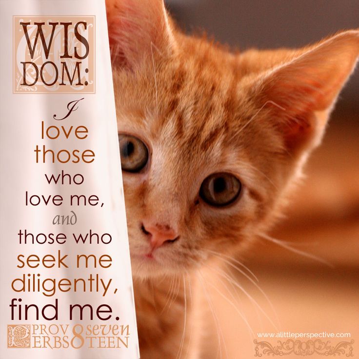 Catangels's tweet photo. Proverbs 8:17† https://t.co/qSOJZEdWdR