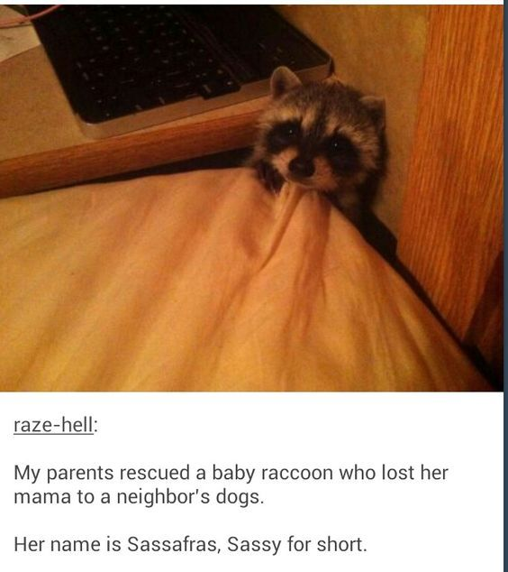 WholesomeMeme's tweet photo. https://t.co/Cd0Y63fF8w