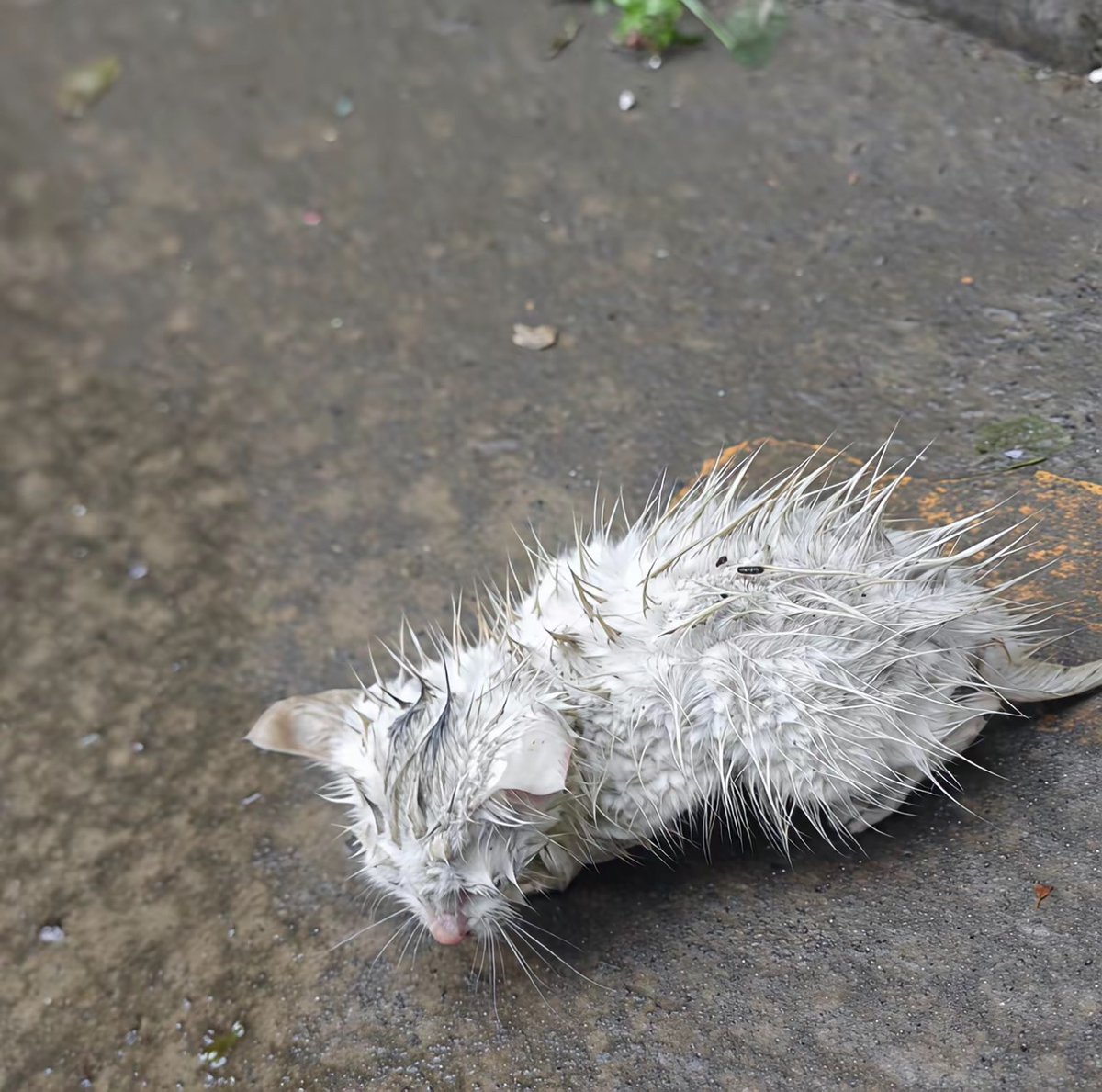 slavems3349247's tweet photo. 雨が降る日、古い煙突の前で、子猫にミルクをあげる。 https://t.co/iAvAEsMyU3