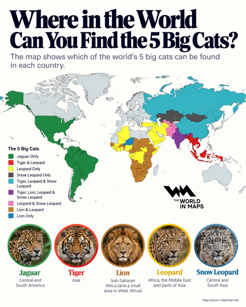 xruiztru's tweet photo. Where in the world can you find the five big cats? 🐆 https://t.co/pUa9dlUGUE