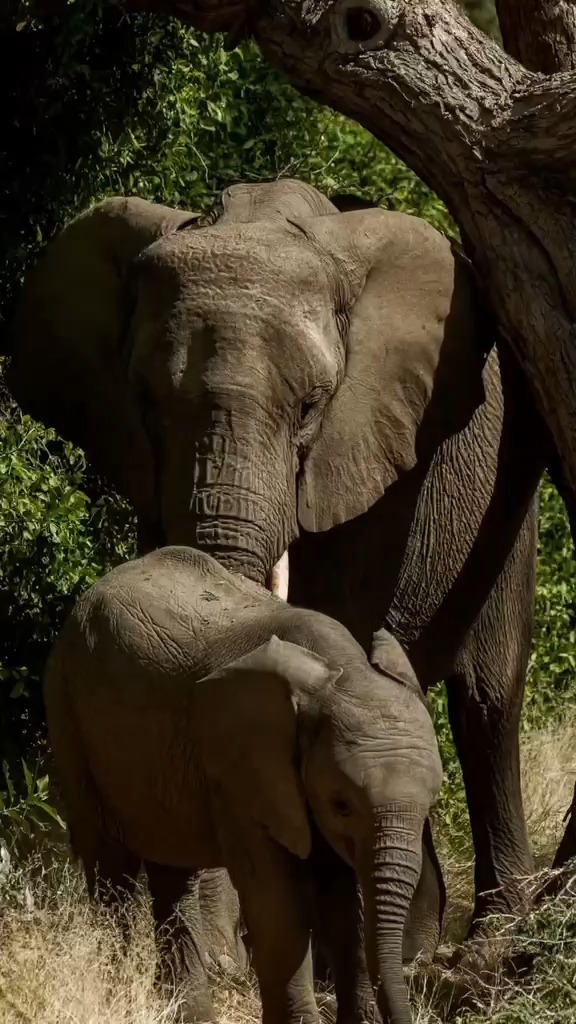 Adzury1308's tweet photo. The urge to disappear is real. Visit Namibia. Ancient red dunes, endless horizons, desert-adapted wildlife, and the Milky Way in absolute silence. This isn’t just a safari—it’s raw, unforgettable experiential travel. https://t.co/RVVudNztSU
