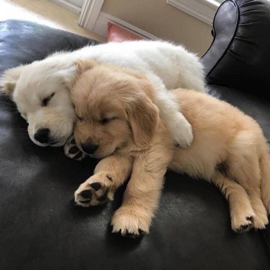 ikeukive's tweet photo. jake when he has a friend (sunghoon) https://t.co/NBE8CvUZJS