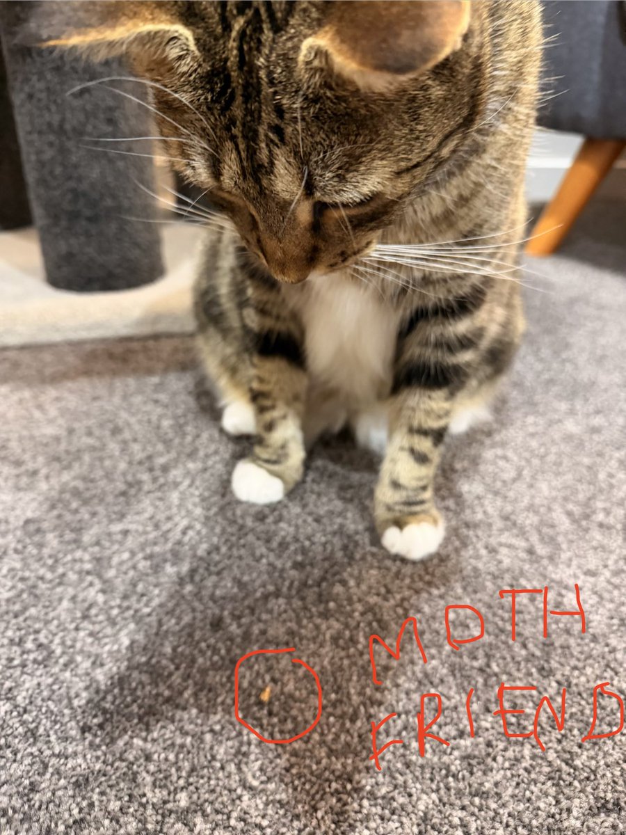 Exocomics's tweet photo. My cat made a Moth Friend and then accidentally squished Moth Friend with his big butt and is now devastated by the loss of Moth Friend.
Please send thoughts and prayers for Moth Friend 🙏😔 https://t.co/VhhytYk43G