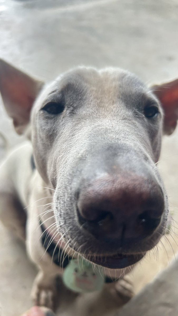 happydoggothai's tweet photo. ใครจะปฏิเสธสายตาออดอ้อนของจิมโบ้ได้ลง🥹❤️🐶 https://t.co/YltXEeVdM8