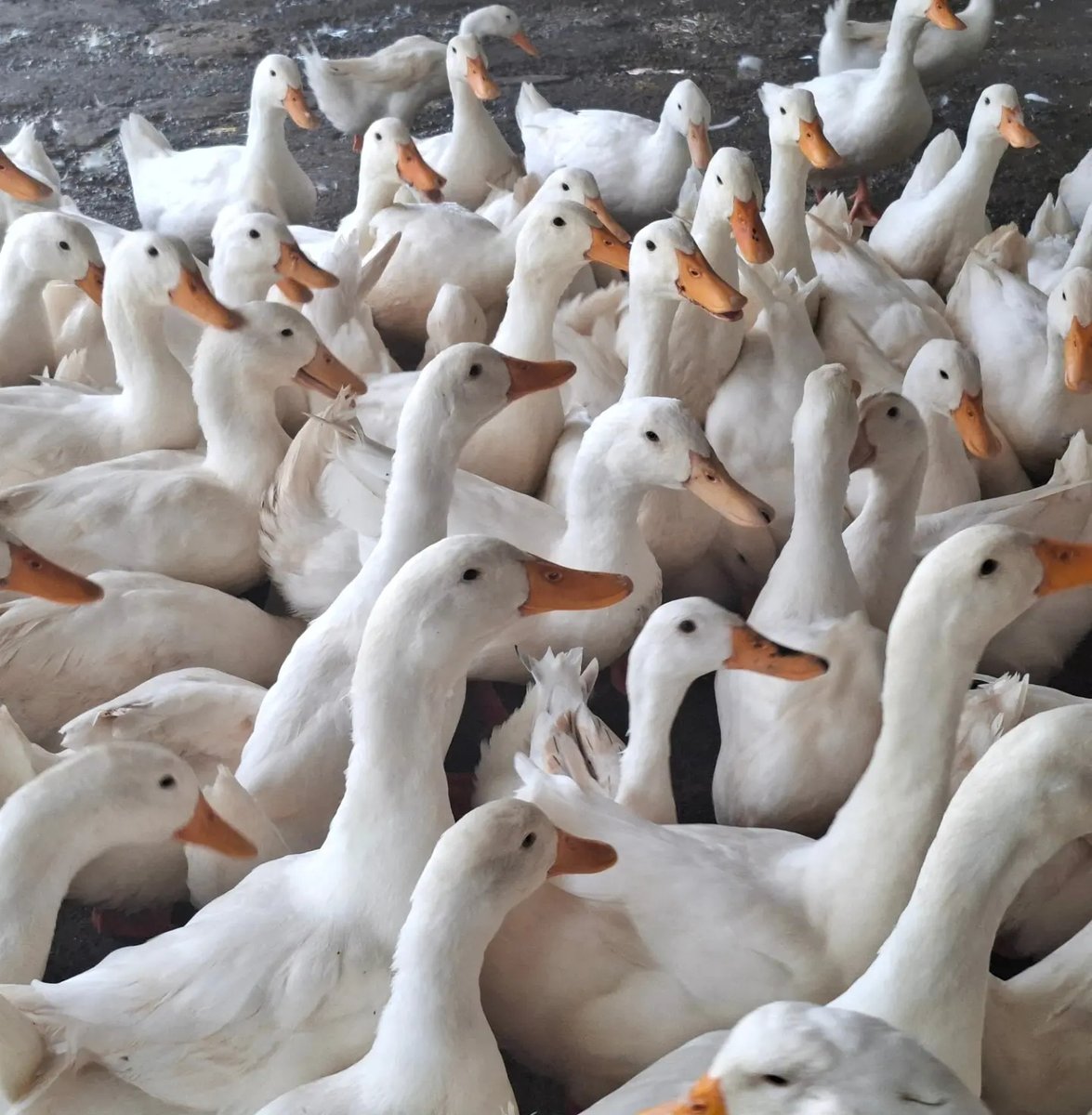 imnoN99ER's tweet photo. Duck Leader Training in Vietnam: at Phong Nha’s Duck Stop, over 100 ducks follow you for food, pecking rice between your feet. A quirky, ticklish experience at this family-run farm. https://t.co/G9LVtkWhBb