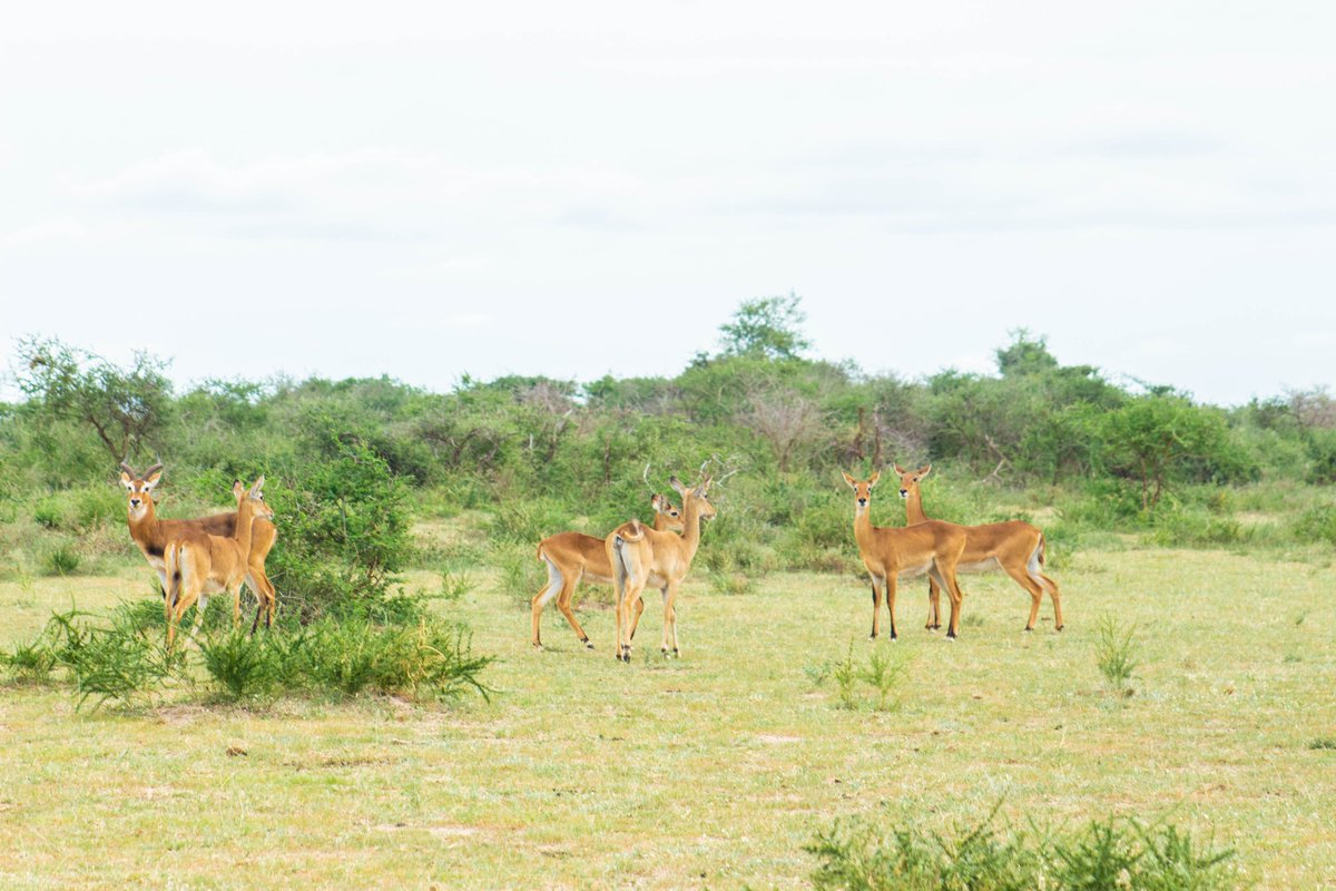 masterpeace_ug's tweet photo. Some memories are made in the wild. Others, in the quiet moments afterwards. From thrilling game drives to breathtaking views of Murchison Falls, make every moment of your getaway count.

Your adventure starts here: https://t.co/OZk5qJzT3b https://t.co/EqDY6d75Lb