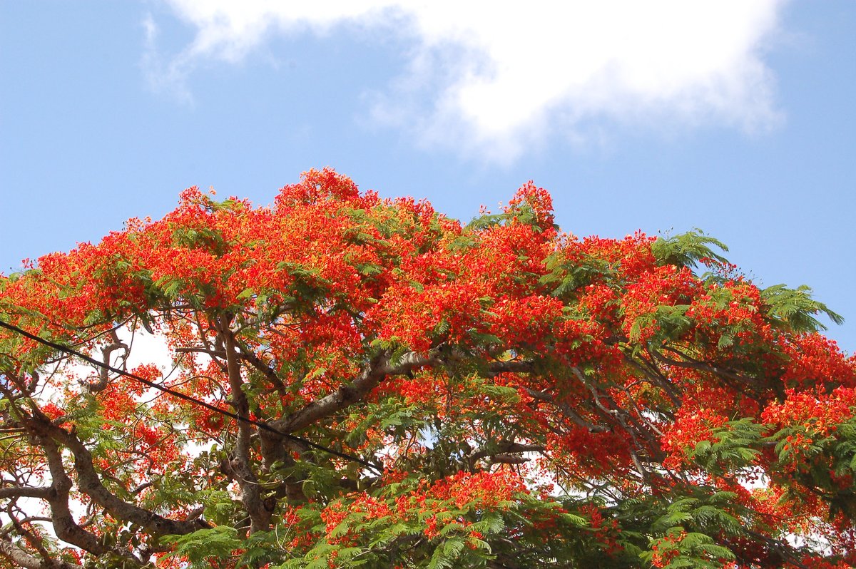 MauritiusGuide tweet picture