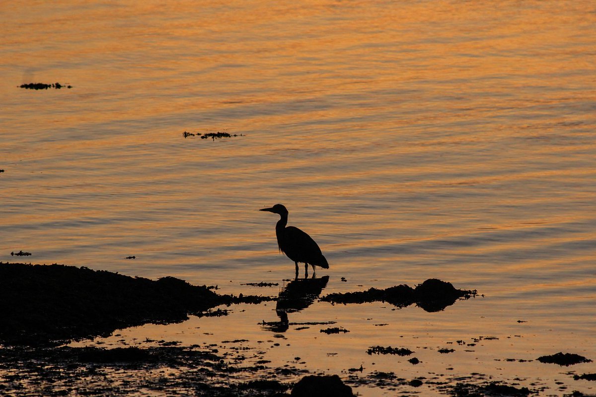 patrickkenealy's tweet photo. Along the Gold Coast road,  Ballinacourty, Co Waterford at sunset. @deric_tv @barrabest @VisitWaterford @DiscoverIreland @discoverirl @DungarvanTIO @Failte_Ireland @welovewaterford @VisitWaterford @WaterfordPocket @WaterfordGrnWay @GoToIreland @DungarvanTIO @GoToIrelandUS https://t.co/UshMgfOiqX