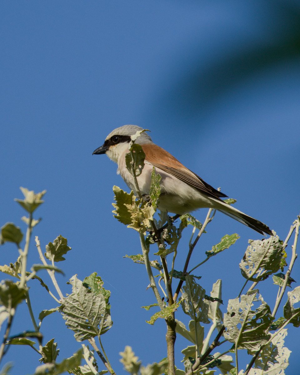 telmajr's tweet photo. Red-backed shrike photographed with a Canon R7 and RF 100-400. https://t.co/Chw5ZuaxwP