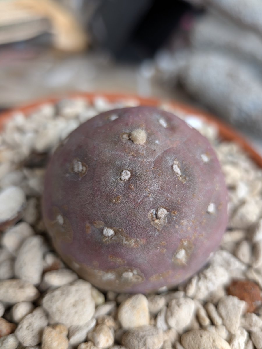 logcactus tweet picture
