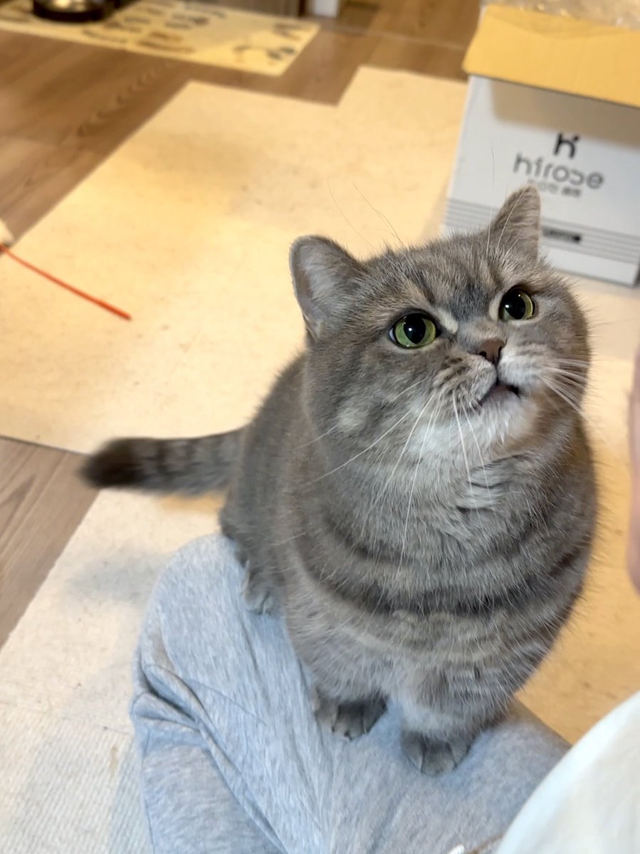 himaritomugi's tweet photo. 大好きなささみ味 https://t.co/ynuAejqrh6