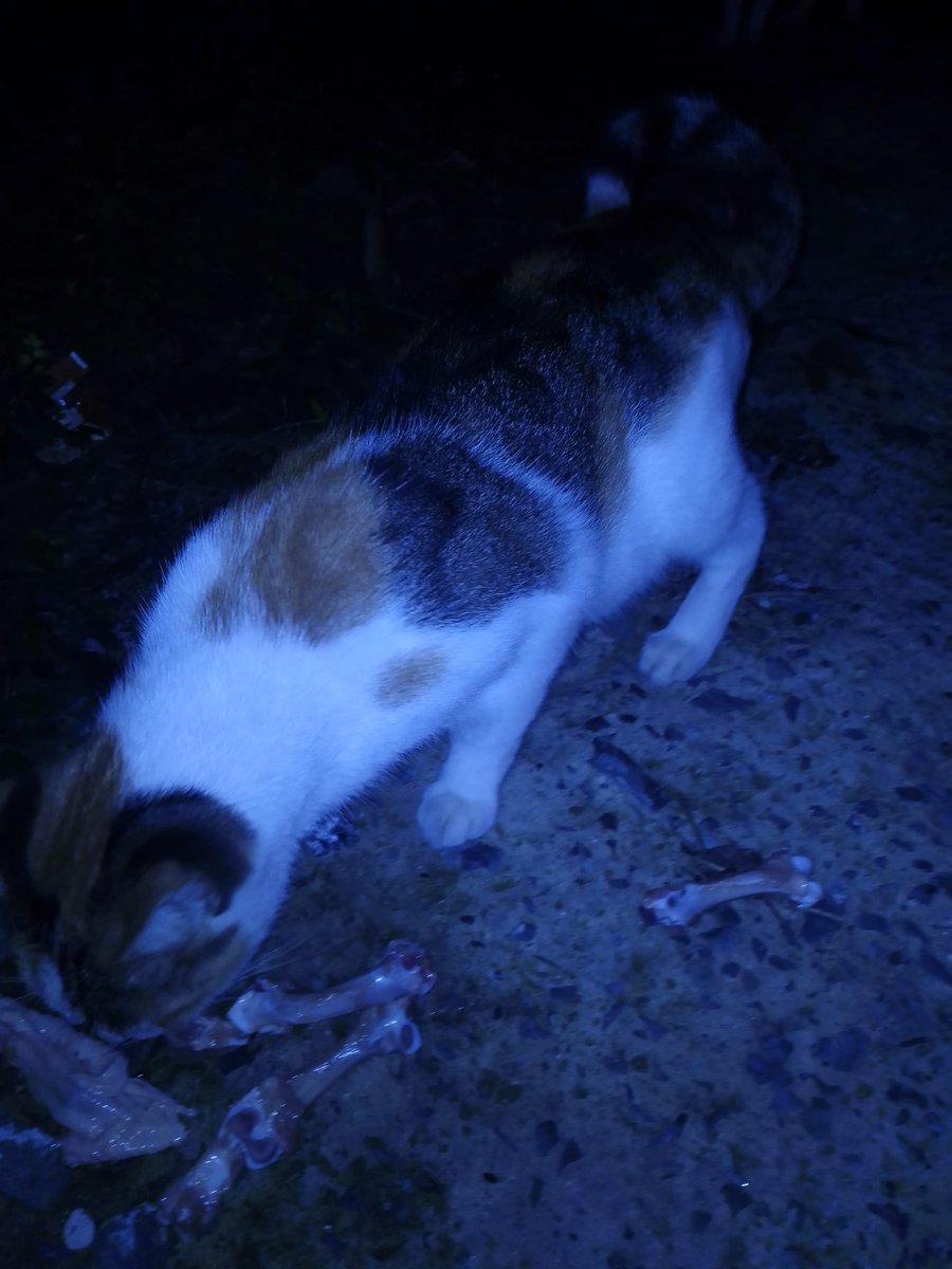 birdeevindelisi's tweet photo. Açlıktan yerde bulduğu kemikleri yemeye çalışıyordu. Doğurmuş, bebekleri ölmüş 😭
Karnını doyurdum ama kısırlaşması gerekiyor. 
Kısırlaştırma ücreti için 7 kişi 500 TL destek olursa hayatı kurtulur, bundan sonra sadece kendisi için yaşar. 
Paylaşır mısınız? https://t.co/je4uEnZOWV